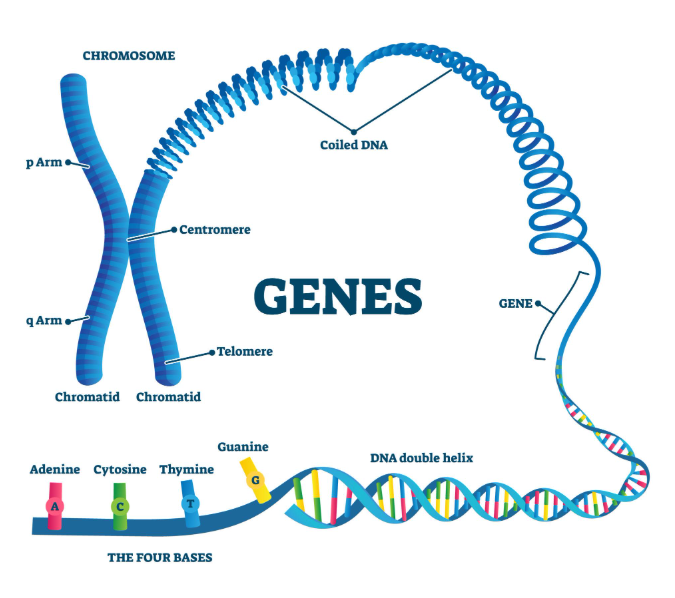 Genetics: Full lesson